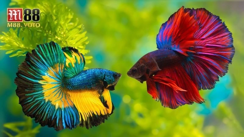 Cá Betta Galaxy: Bí Quyết Chọn Và Nuôi Loài Cá Cảnh Độc Lạ