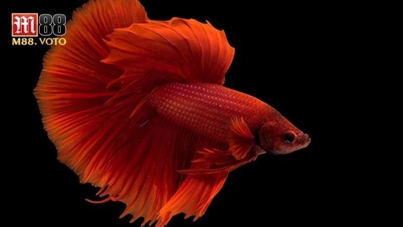 Cá Betta Galaxy: Bí Quyết Chọn Và Nuôi Loài Cá Cảnh Độc Lạ