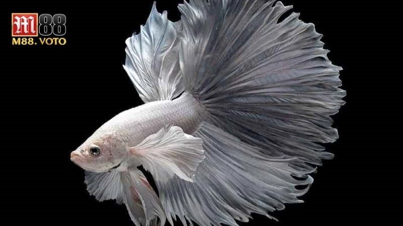 Cá Chọi Betta: Cẩm Nang Chăm Sóc và Nuôi Dưỡng Cho Người Mới