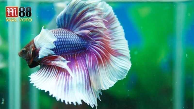 Cá Chọi Betta: Cẩm Nang Chăm Sóc và Nuôi Dưỡng Cho Người Mới