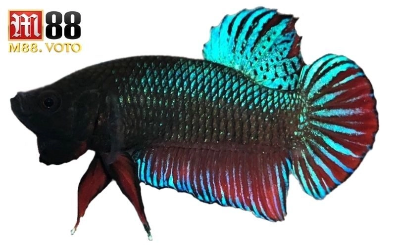 cá chọi chiến binh
