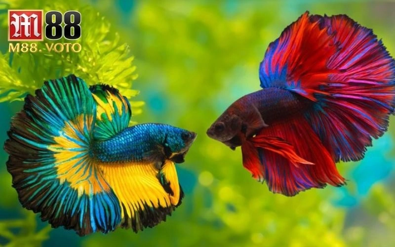 cá chọi giải thi đấu