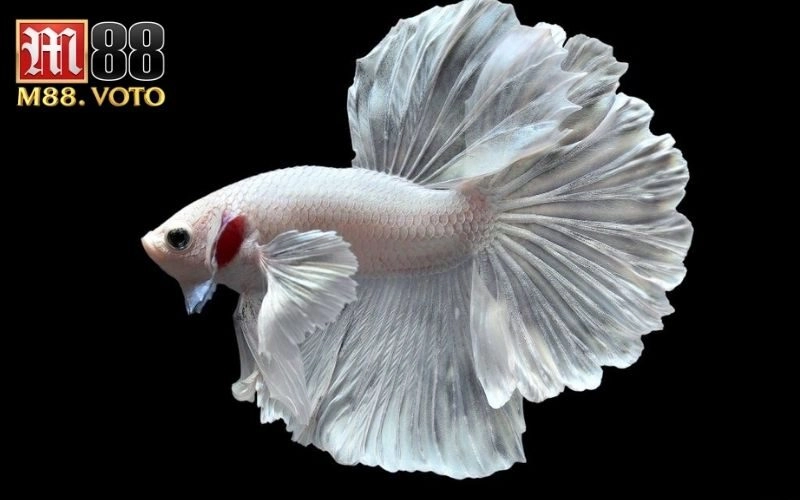 cá chọi giải thi đấu