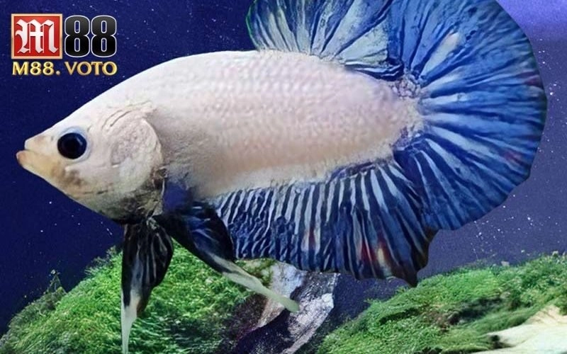 cho cá chọi ăn