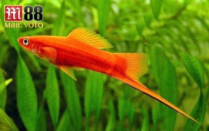 chọi cá kiếm